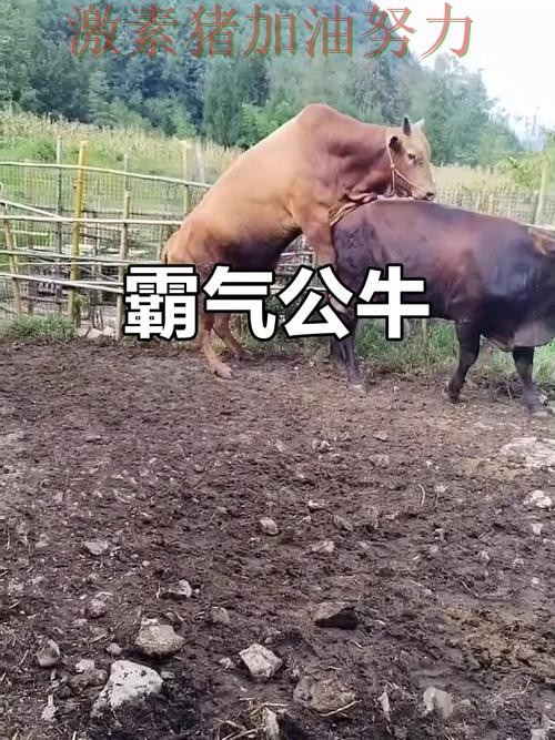 公牛进攻升级压力陡增